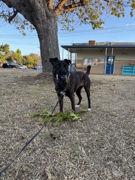 Rockette, an adoptable Puggle in Oceanside, CA, 92054 | Photo Image 6