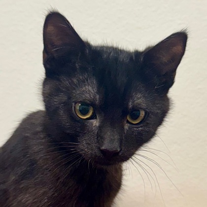 Cat for adoption - Wilsey, a Domestic Short Hair in San Francisco, CA ...