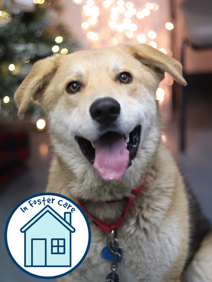 Wile E, an adoptable Mixed Breed in Walla Walla, WA, 99362 | Photo Image 1