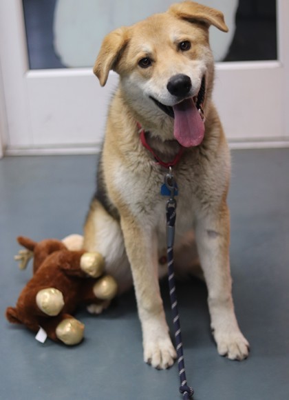 Wile E, an adoptable Mixed Breed in Walla Walla, WA, 99362 | Photo Image 2