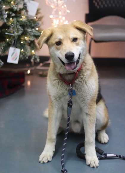 Wile E, an adoptable Mixed Breed in Walla Walla, WA, 99362 | Photo Image 3