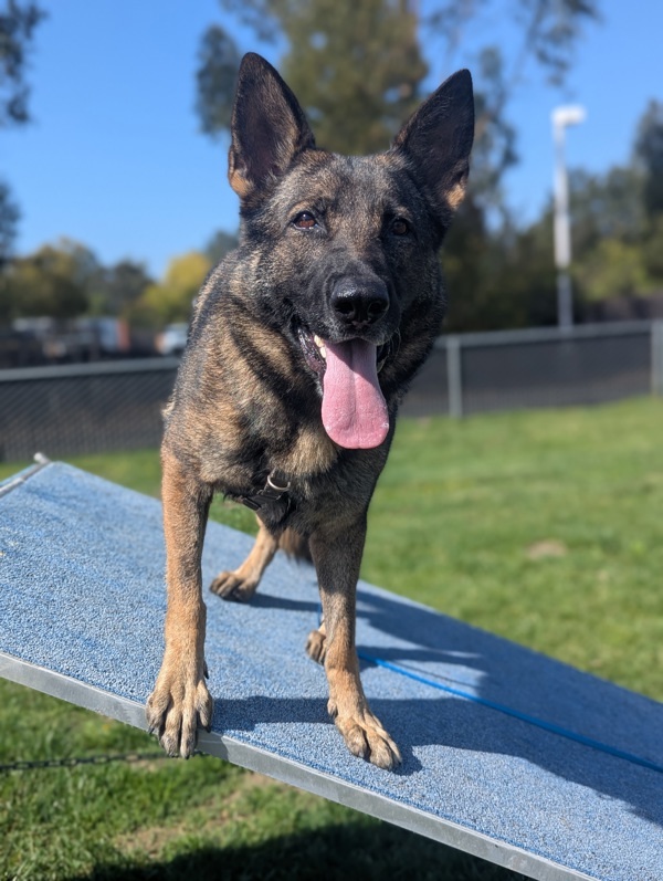 Magpie, an adoptable German Shepherd Dog in Santa Rosa, CA, 95401 | Photo Image 1