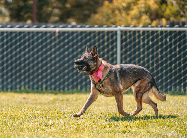 Bubbles, an adoptable German Shepherd Dog in Santa Rosa, CA, 95401 | Photo Image 2