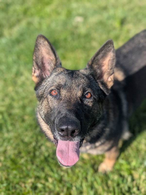 Magpie, an adoptable German Shepherd Dog in Santa Rosa, CA, 95401 | Photo Image 2