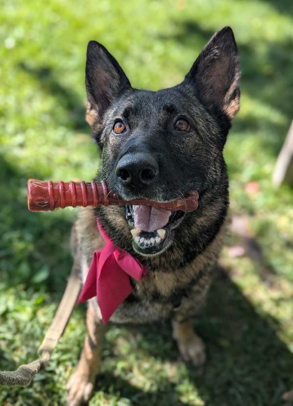 Bubbles, an adoptable German Shepherd Dog in Santa Rosa, CA, 95401 | Photo Image 3