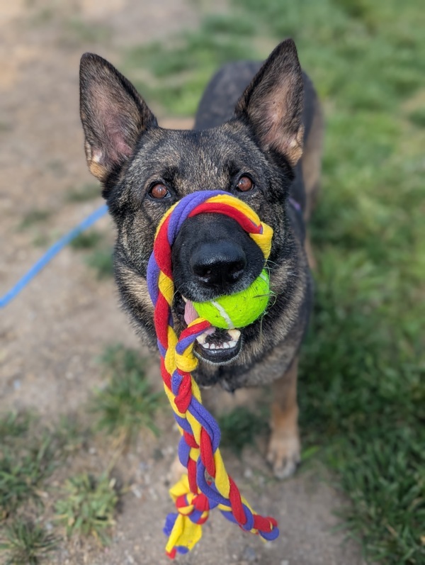 Magpie, an adoptable German Shepherd Dog in Santa Rosa, CA, 95401 | Photo Image 3
