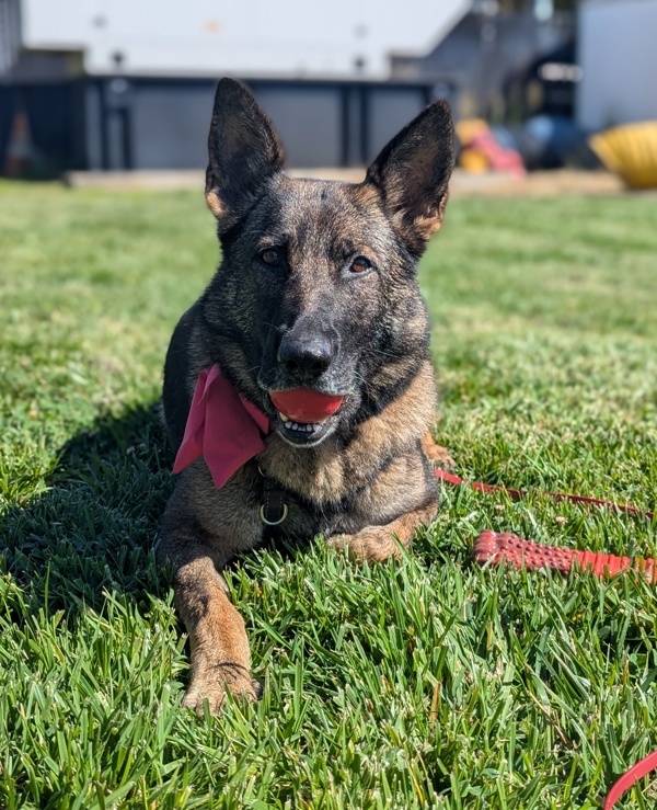 Bubbles, an adoptable German Shepherd Dog in Santa Rosa, CA, 95401 | Photo Image 4