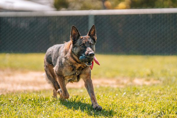 Magpie, an adoptable German Shepherd Dog in Santa Rosa, CA, 95401 | Photo Image 4