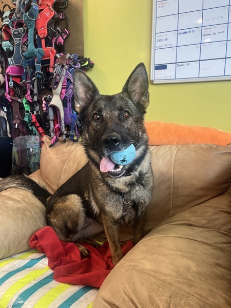 Bubbles, an adoptable German Shepherd Dog in Santa Rosa, CA, 95401 | Photo Image 5