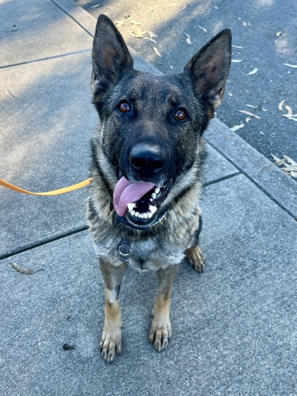 Bubbles, an adoptable German Shepherd Dog in Santa Rosa, CA, 95401 | Photo Image 6