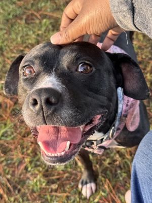 Nessa, Adult Female American Staffordshire Terrier