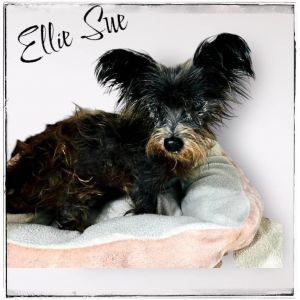 Ellie Sue Terrier Dog