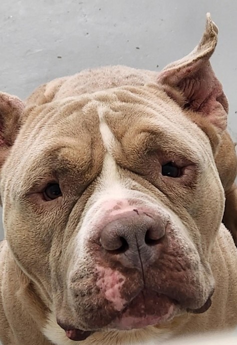 Rudy, an adoptable Shar-Pei, Mixed Breed in Crandon, WI, 54520 | Photo Image 1