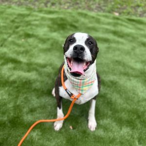 Doodad, Adult Male Mixed Breed