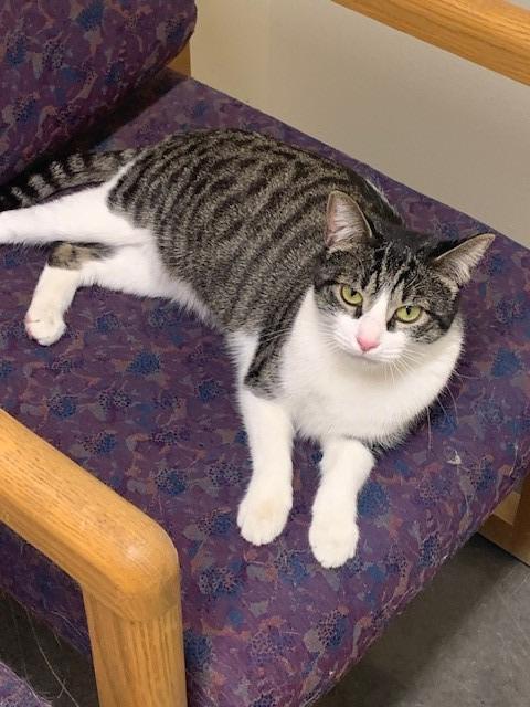 Yasmin, an adoptable Domestic Short Hair in Ladysmith, WI, 54848 | Photo Image 1