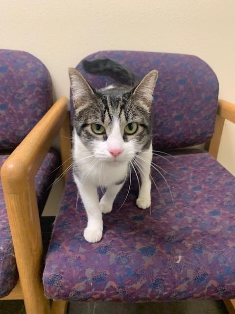 Yasmin, an adoptable Domestic Short Hair in Ladysmith, WI, 54848 | Photo Image 2