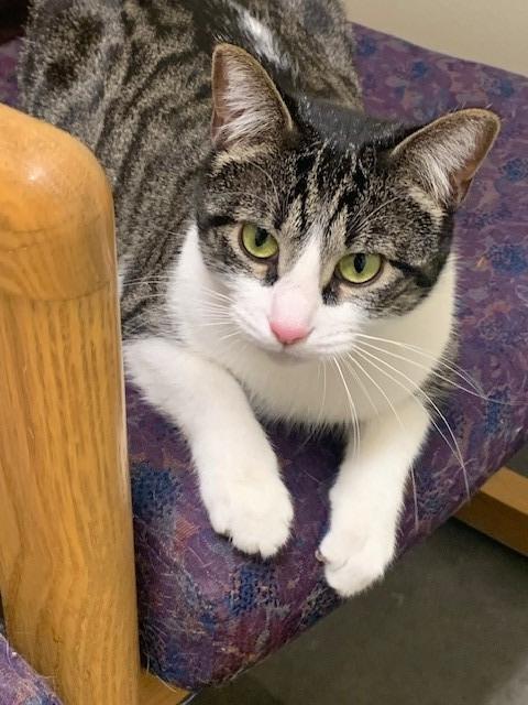 Yasmin, an adoptable Domestic Short Hair in Ladysmith, WI, 54848 | Photo Image 3