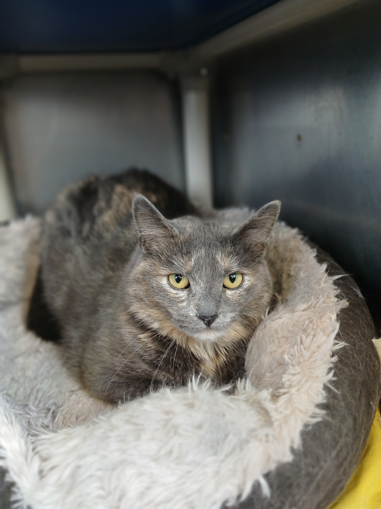 Posey, an adoptable Domestic Short Hair in Ladysmith, WI, 54848 | Photo Image 1