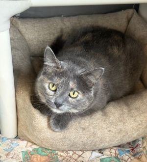 Posey, Adult Female Domestic Short Hair