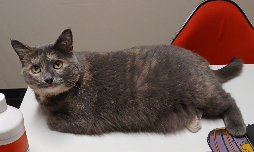 Posey, an adoptable Domestic Short Hair in Ladysmith, WI, 54848 | Photo Image 1