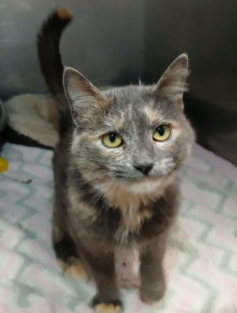 Posey, an adoptable Domestic Short Hair in Ladysmith, WI, 54848 | Photo Image 2