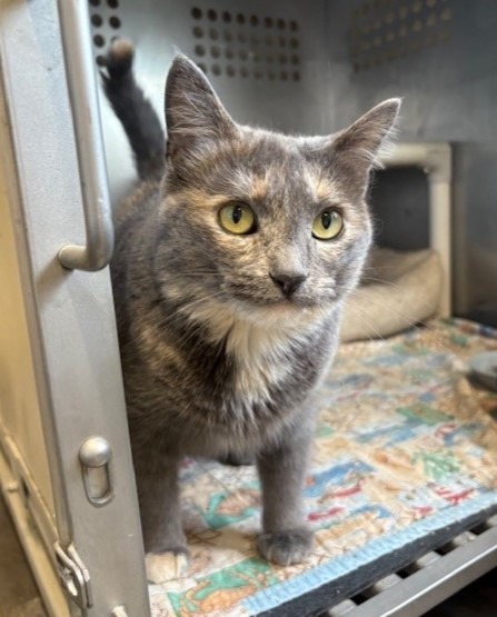 Posey, an adoptable Domestic Short Hair in Ladysmith, WI, 54848 | Photo Image 4