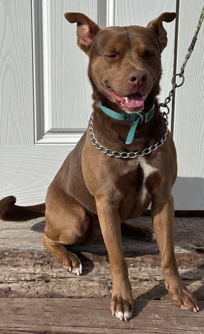 Benedict Cumberbark, an adoptable American Staffordshire Terrier, Mixed Breed in McCook, NE, 69001 | Photo Image 1