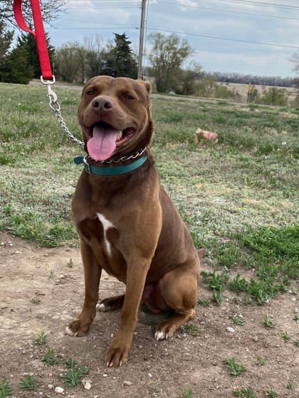 Benedict Cumberbark, an adoptable Boxer, Mastiff in McCook, NE, 69001 | Photo Image 2