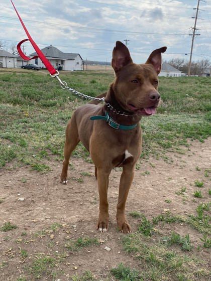 Benedict Cumberbark, an adoptable American Staffordshire Terrier, Mixed Breed in McCook, NE, 69001 | Photo Image 3