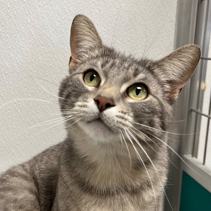 Bean, an adoptable Domestic Short Hair in Yankton, SD, 57078 | Photo Image 1
