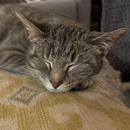 Bean, an adoptable Domestic Short Hair in Yankton, SD, 57078 | Photo Image 2