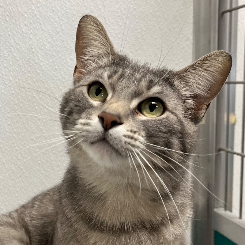 Bean, an adoptable Domestic Short Hair in Yankton, SD, 57078 | Photo Image 3