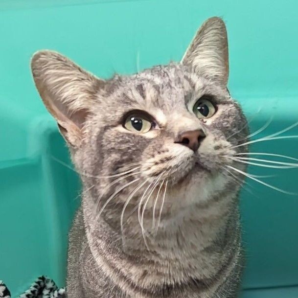 Bean, an adoptable Domestic Short Hair in Yankton, SD, 57078 | Photo Image 4
