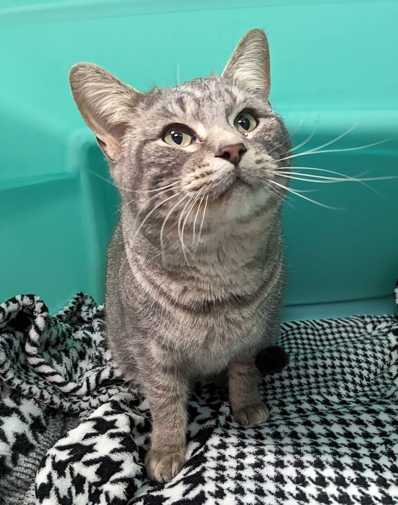 Bean, an adoptable Domestic Short Hair in Yankton, SD, 57078 | Photo Image 6
