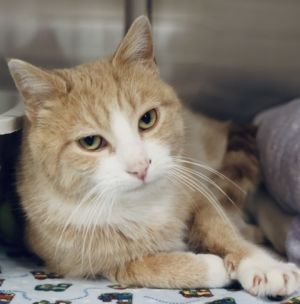 Mittens, Young Male unknown