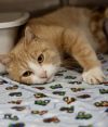 Mittens photo 2