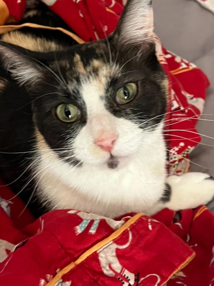 Caramel, an adoptable Calico in Lafayette, CO, 80026 | Photo Image 1