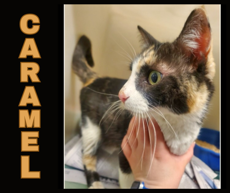 Caramel, an adoptable Calico in Lafayette, CO, 80026 | Photo Image 3