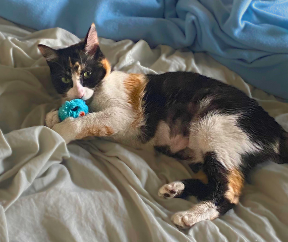 Caramel, an adoptable Calico in Lafayette, CO, 80026 | Photo Image 4