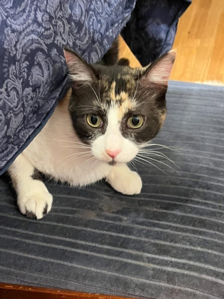Caramel, an adoptable Calico in Lafayette, CO, 80026 | Photo Image 5