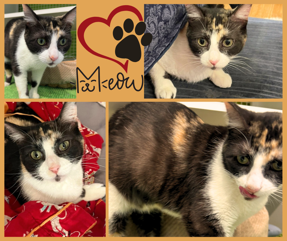 Caramel, an adoptable Calico in Lafayette, CO, 80026 | Photo Image 6