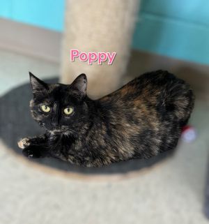Poppy, Adult Female Domestic Short Hair
