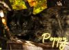 Poppy photo 3