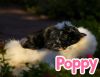 Poppy photo 4