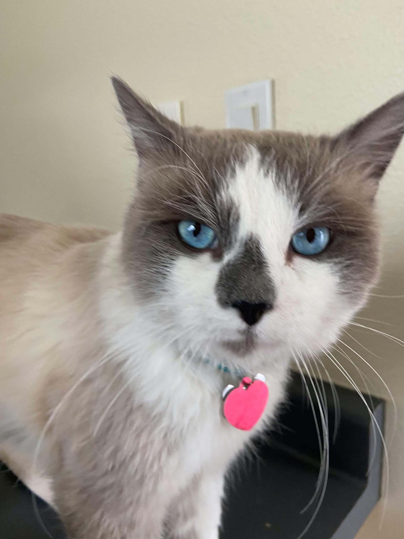 Blue, an adoptable Ragdoll, Birman in Pleasanton, TX, 78064 | Photo Image 1