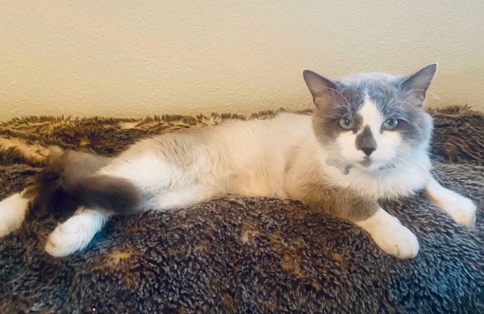 Blue, an adoptable Ragdoll, Birman in Pleasanton, TX, 78064 | Photo Image 2