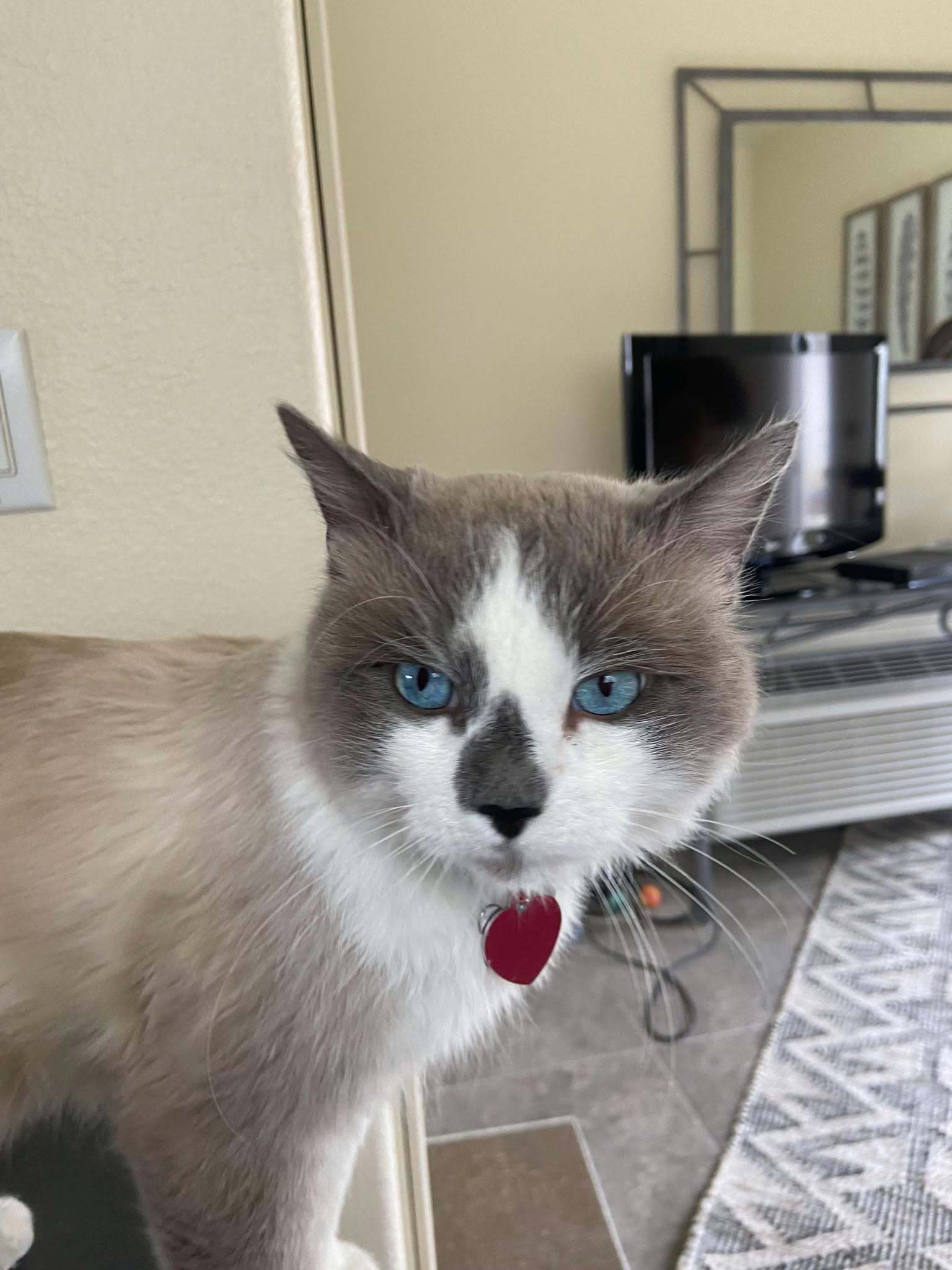 Blue, an adoptable Ragdoll, Birman in Pleasanton, TX, 78064 | Photo Image 3