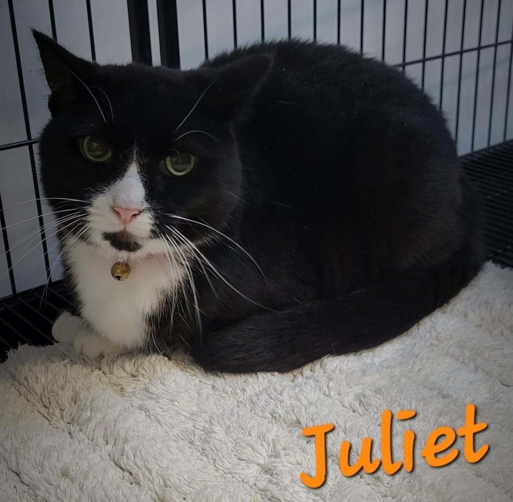 Juliet, an adoptable Domestic Short Hair in Perry, GA, 31069 | Photo Image 1