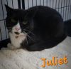 Juliet photo 2