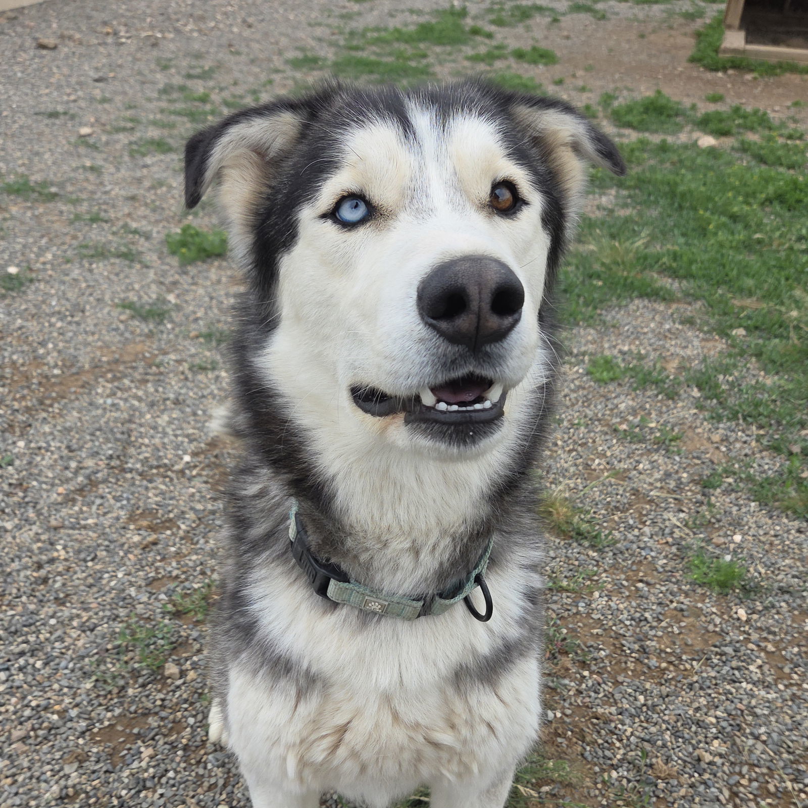 Koda, an adoptable Alaskan Malamute, Siberian Husky in Yreka, CA, 96097 | Photo Image 1